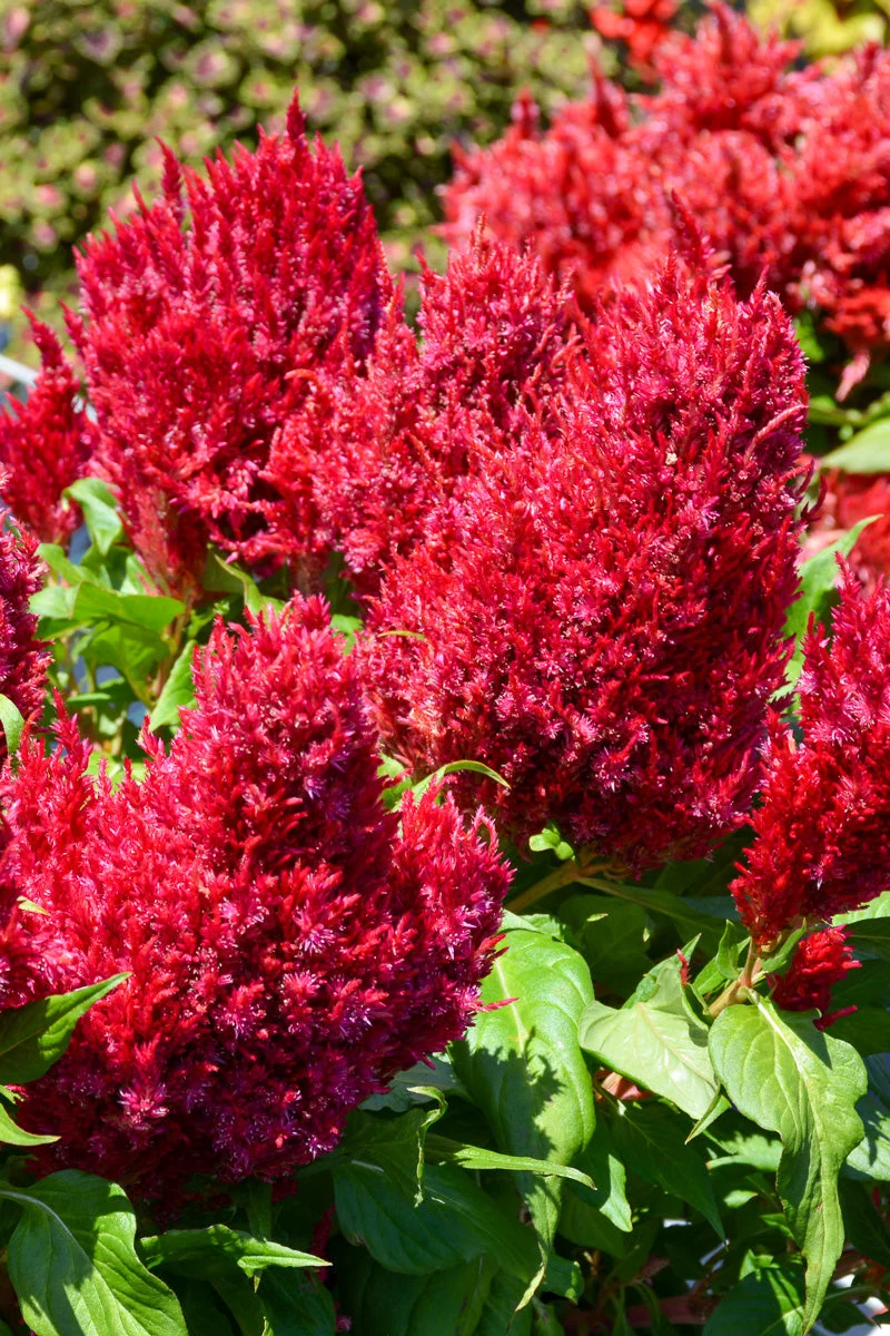 Celosia, First Flame Scarlet - Image 4