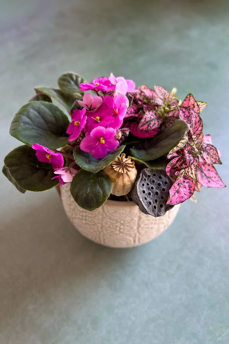 Chalet Signature Boho African Violet Francis 6"