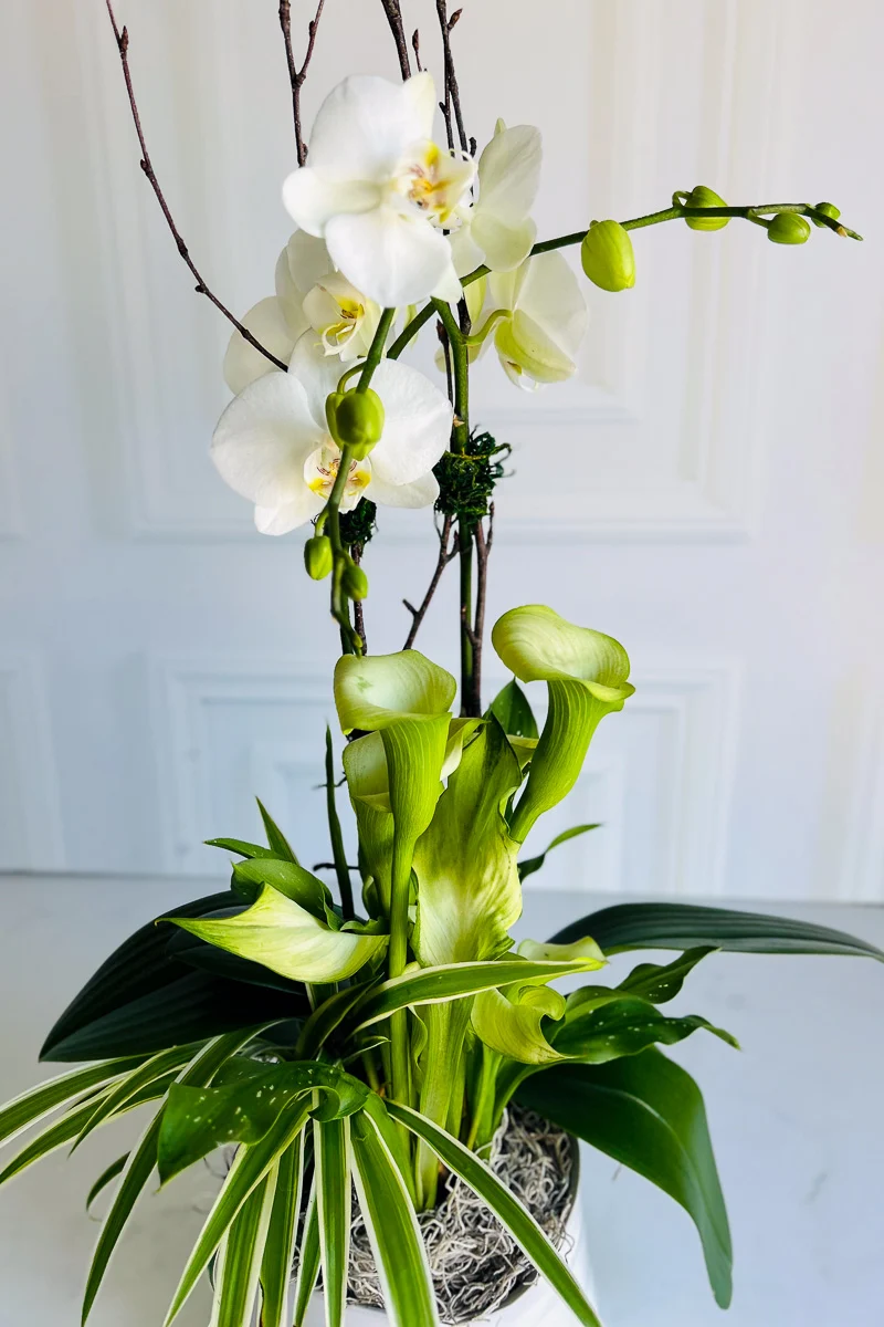 Chalet Signature Clean & Classic Calla Orchid Tegan 7" - Image 2