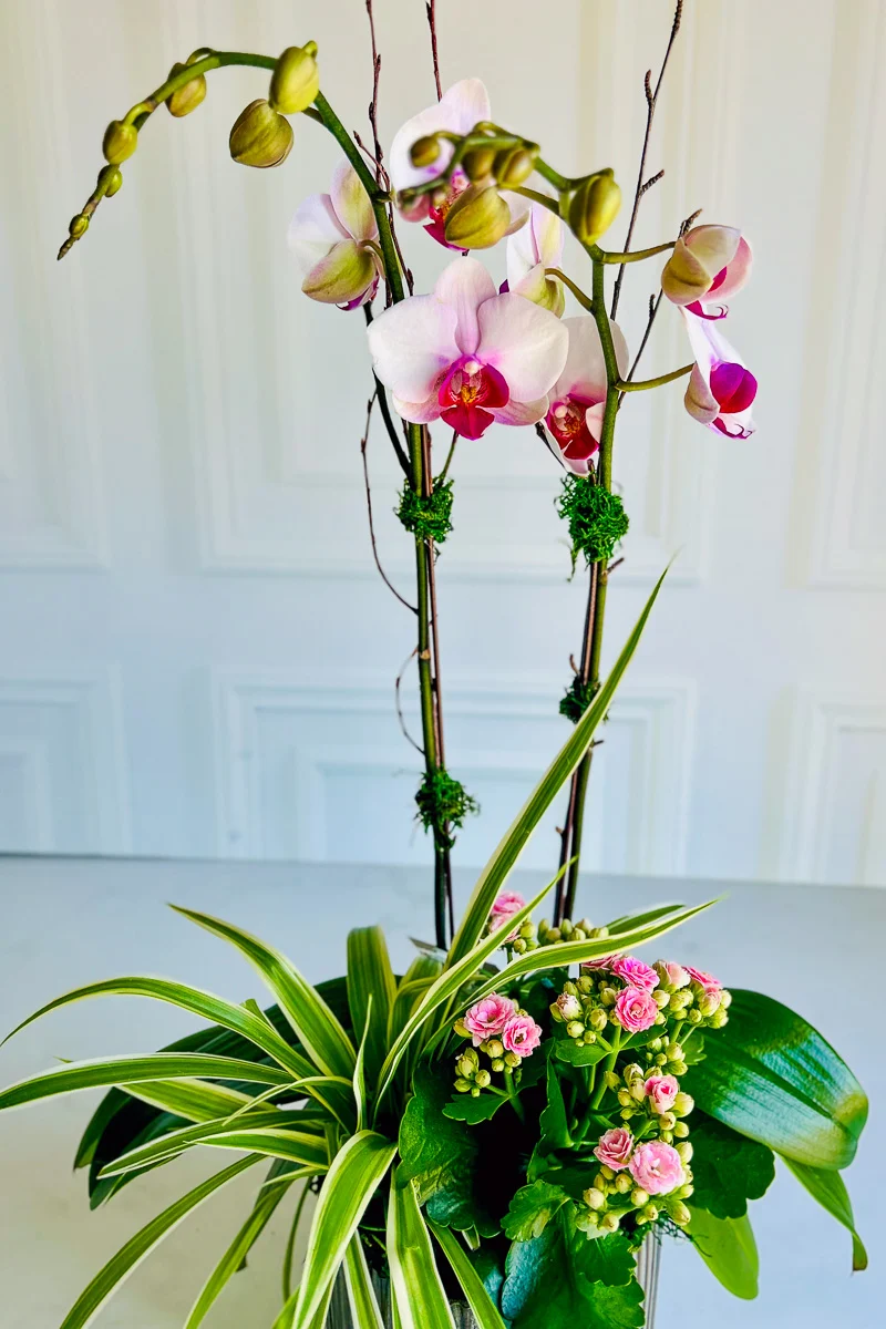 Chalet Signature Spider Orchid Habitat6 - Image 2