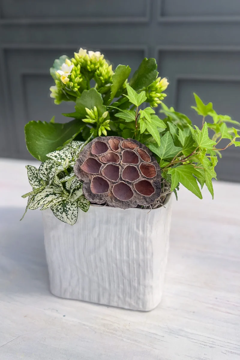 Chalet Signature White Flowering