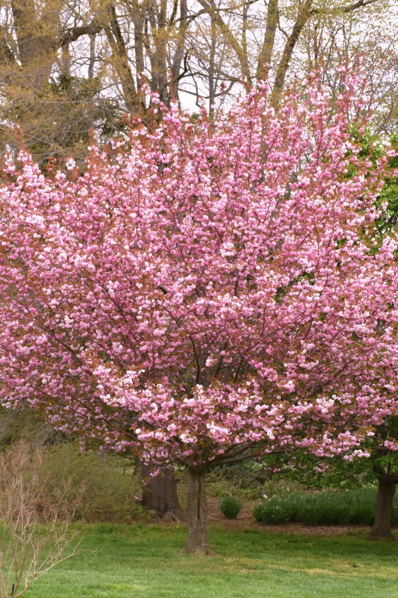 Cherry, Kwanzan