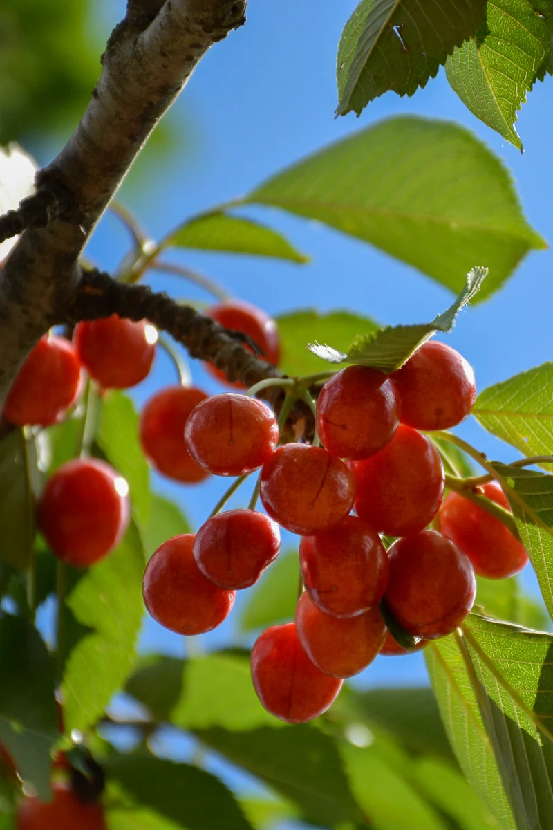 Cherry, Rainier