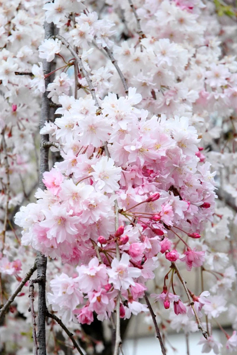 Cherry, Weeping Plena Rosea - Image 2
