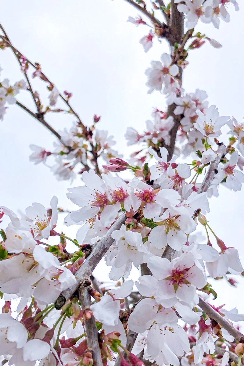 Cherry, Weeping Snow