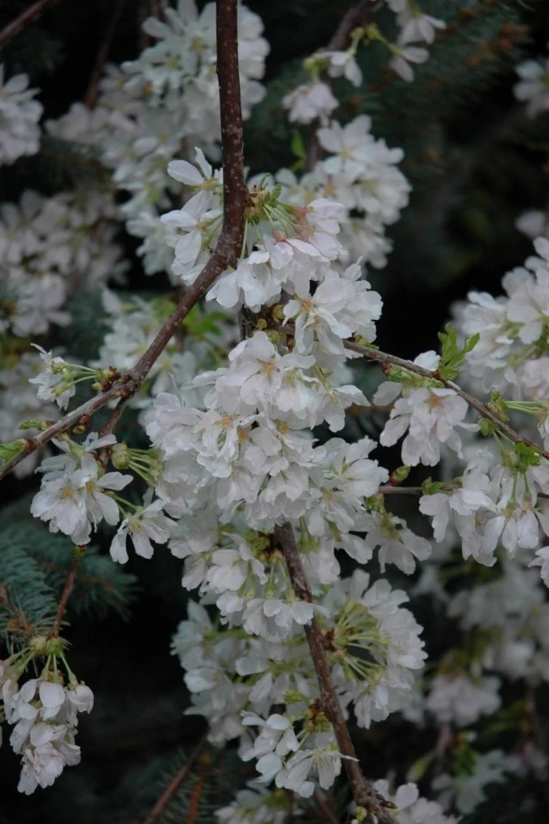 Cherry, Weeping White  Fountain