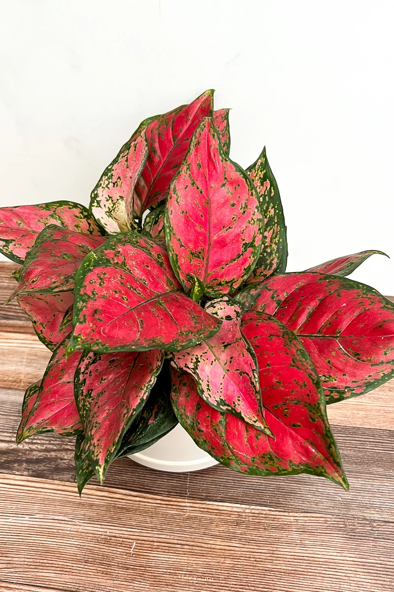 Chinese Evergreen, Red Valentine 6"
