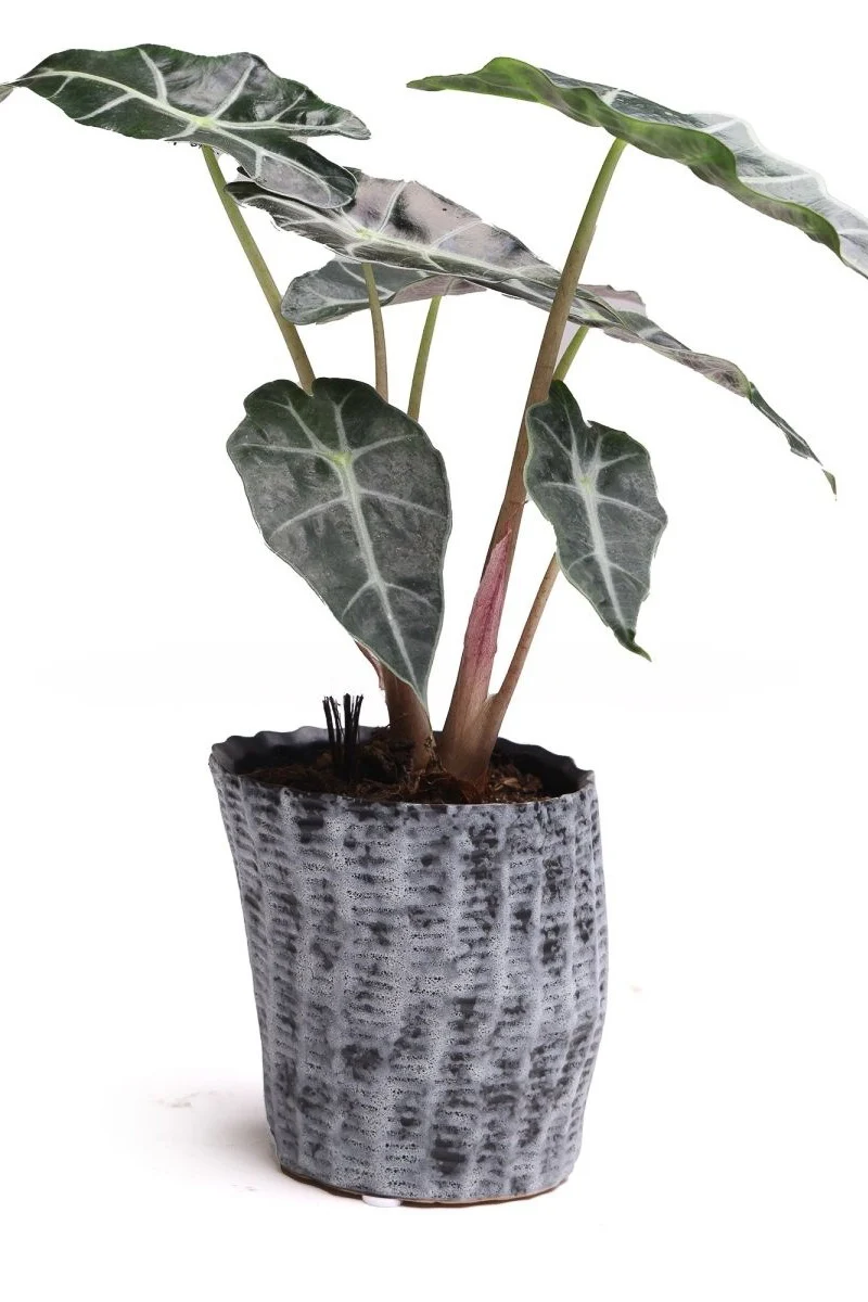 Chive Planter Katakana 4" White/Black