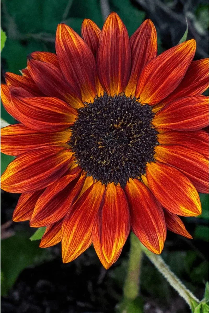 Chive Red Sunflower Flower Seeds - Image 2