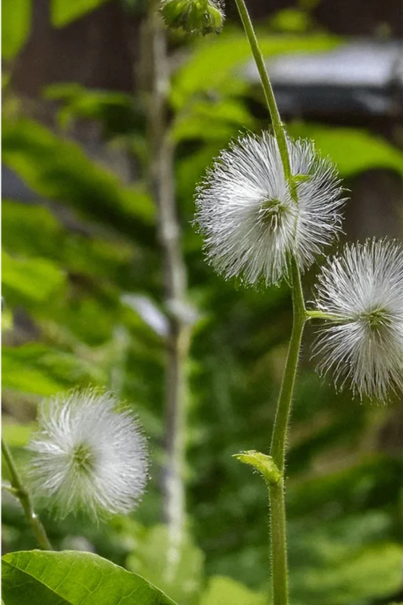 Chive Sensitive Plant Flower Seeds - Image 2