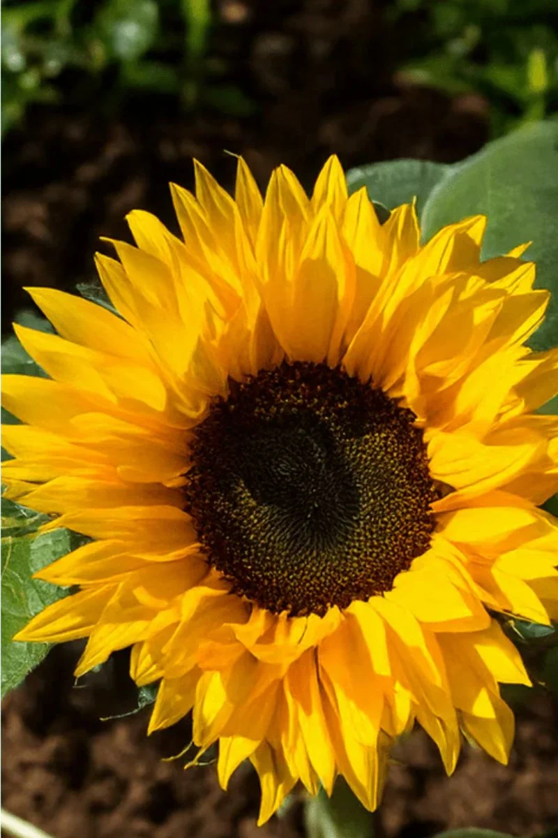 Chive Sunflower Flower Seeds - Image 2