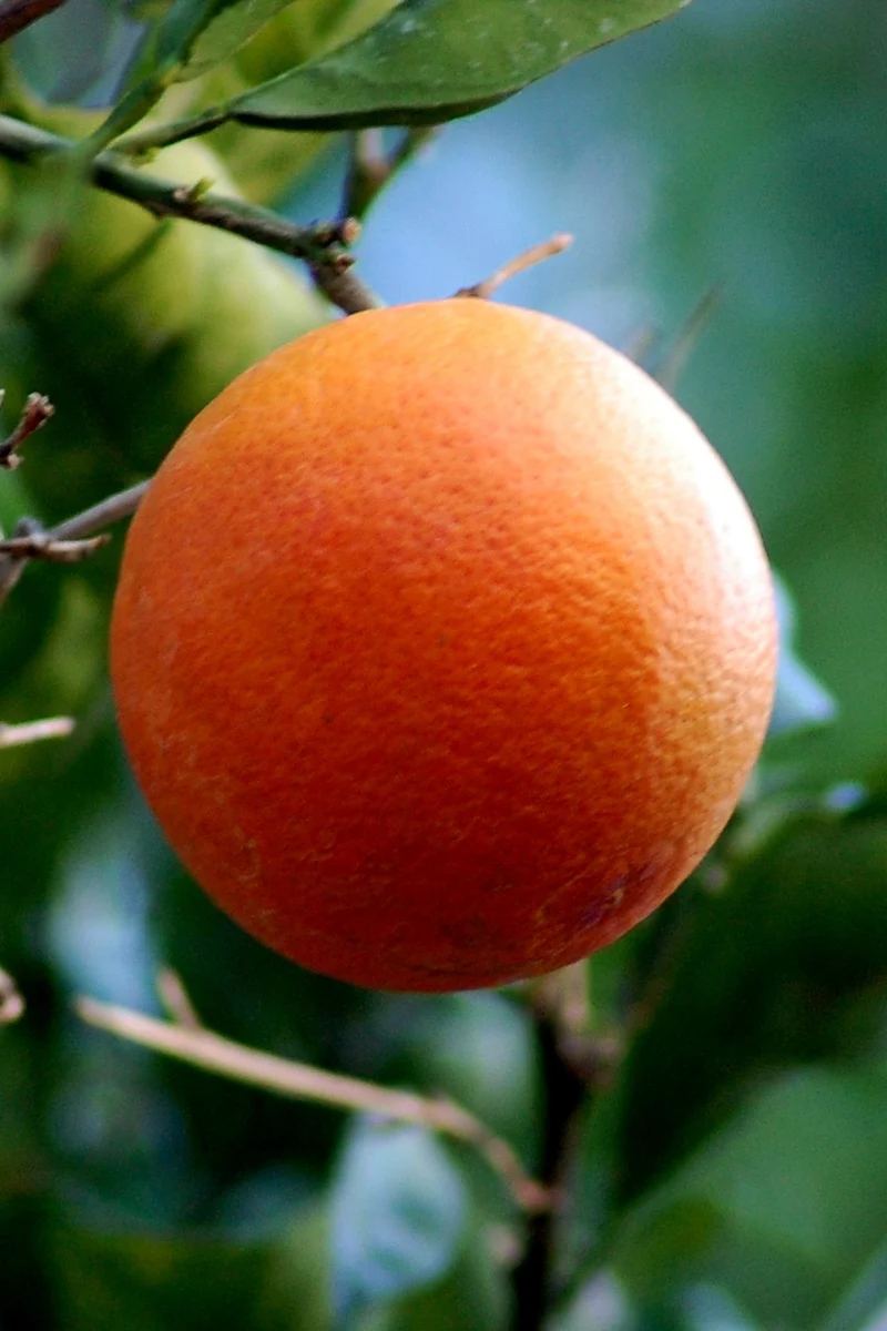 Citrus, Blood Orange 12" Standard