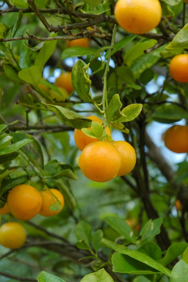 Citrus, Calamondin Bush 8" - Image 3