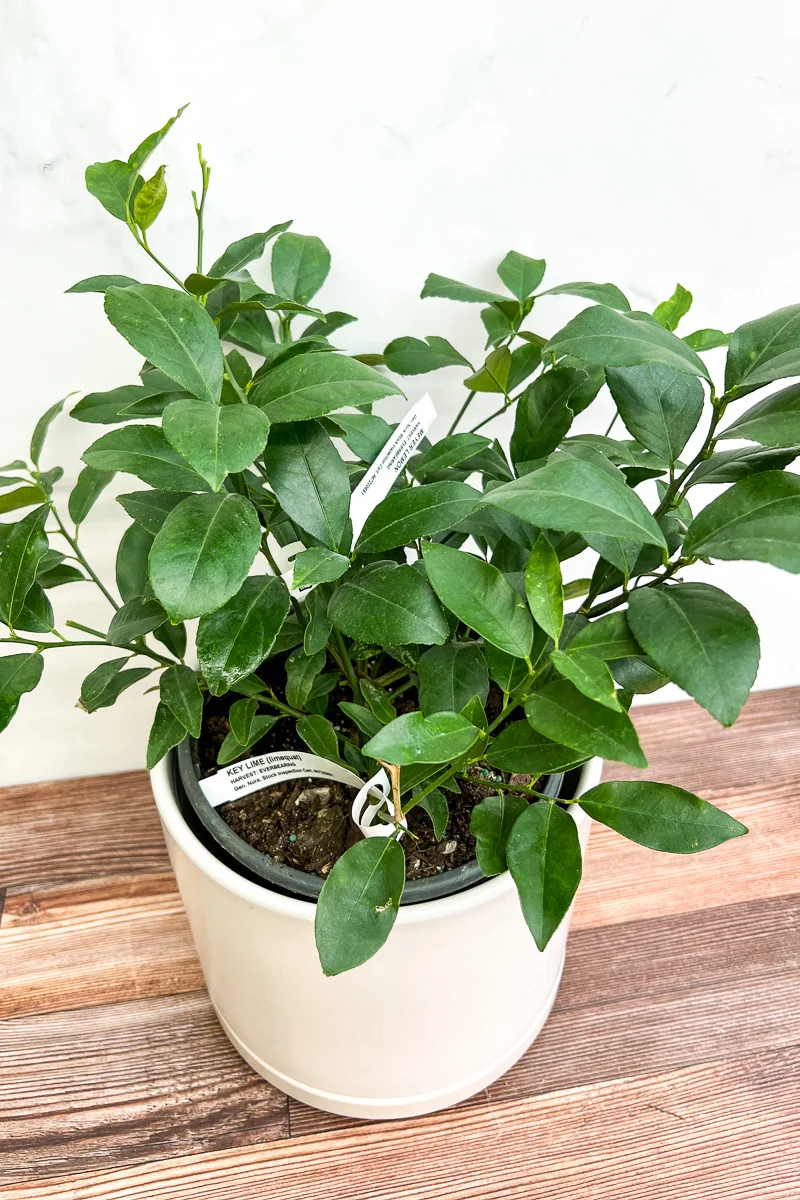 Citrus, Cocktail Tree 10"