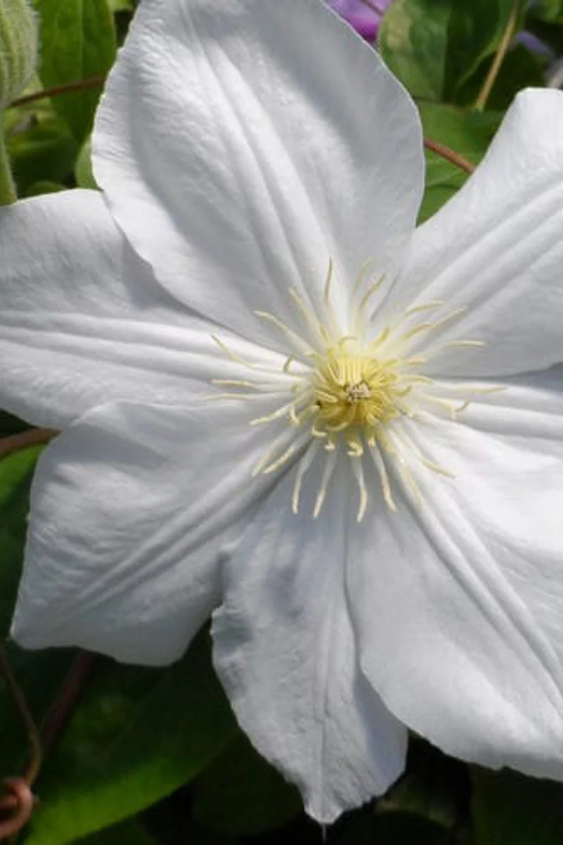 Clematis, Candida