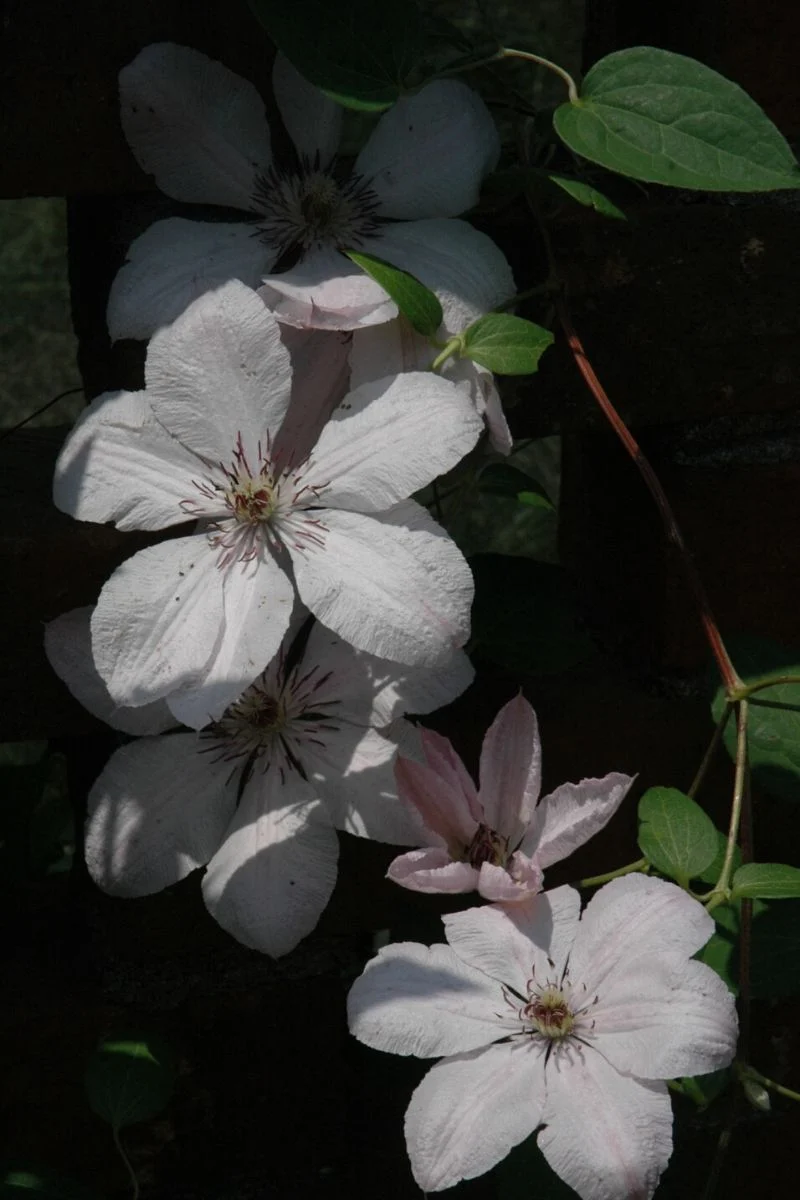 Clematis, John Paul II