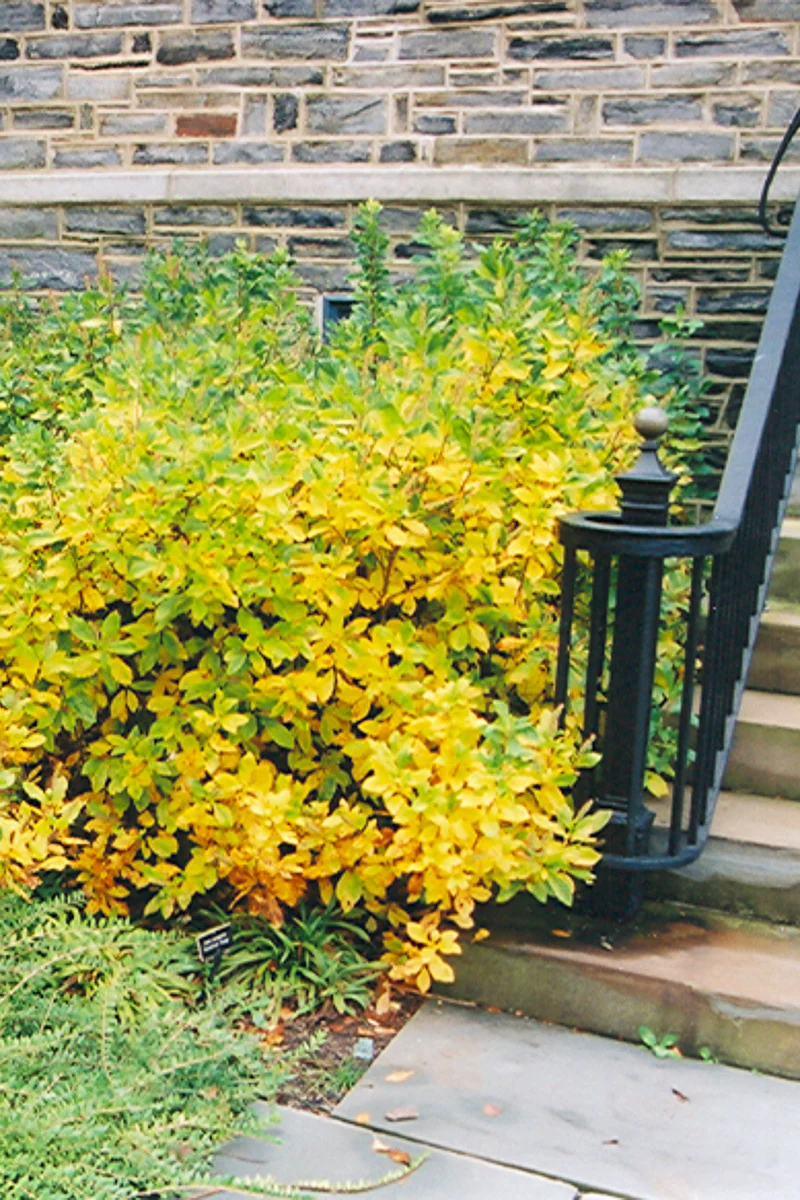 Clethra, Summersweet - Image 2