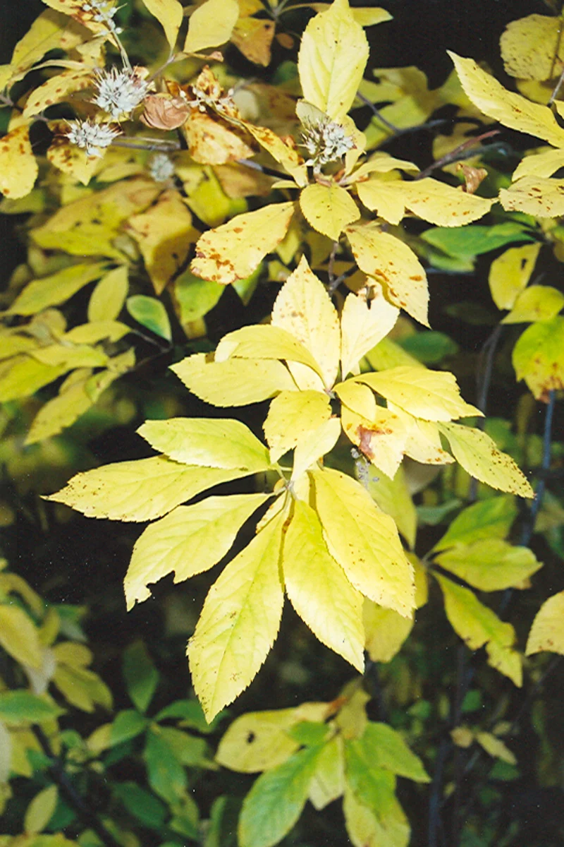 Clethra, Summersweet - Image 3
