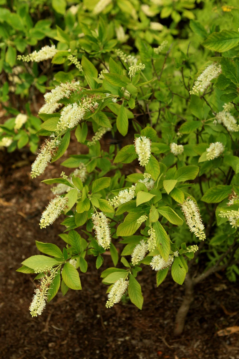 Clethra, Crystalina