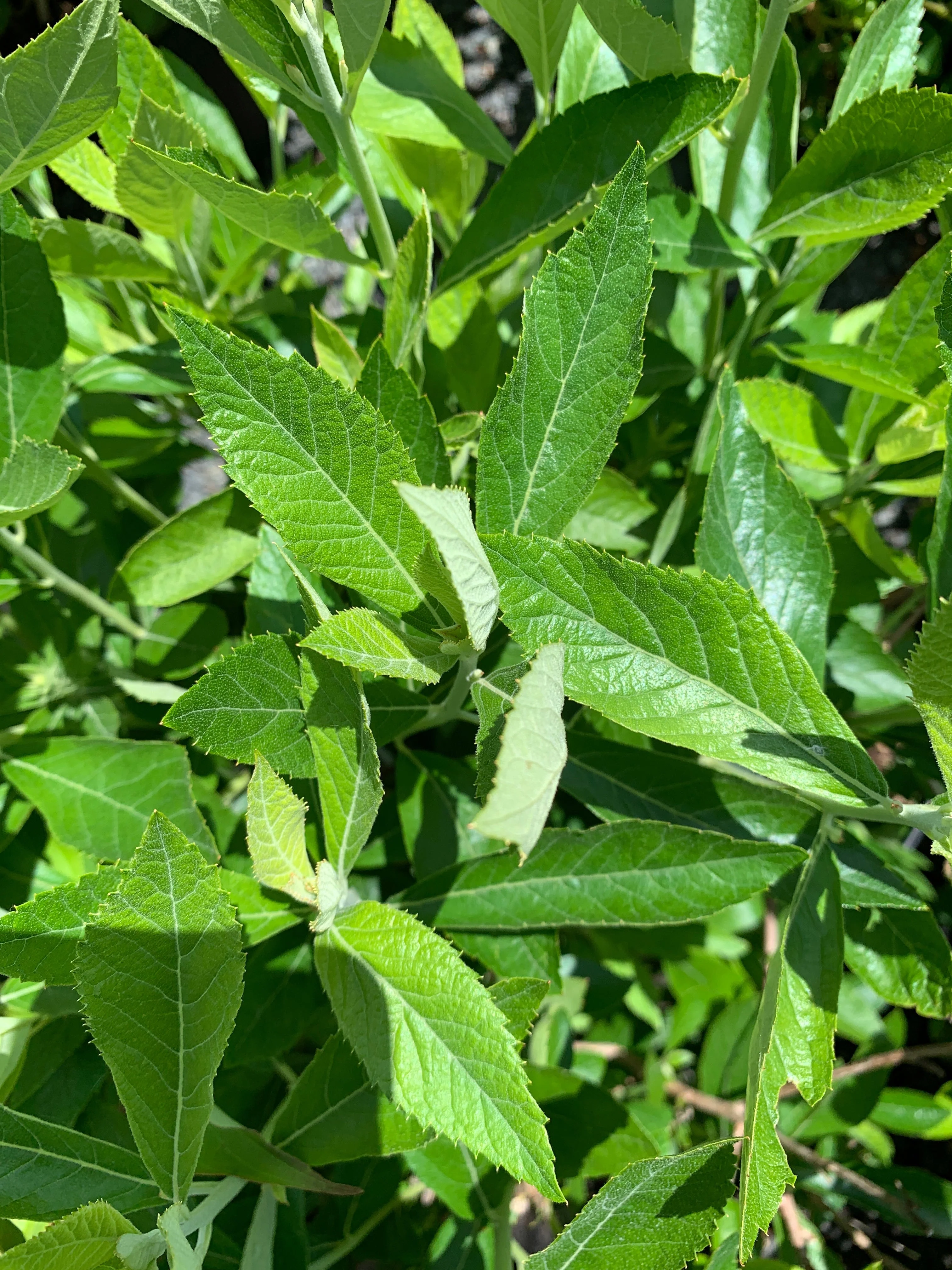 Clethra, Einstein