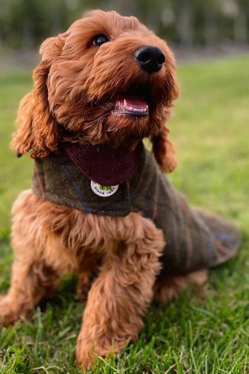 Up Country Tweed Dog Coat Size 8 Green