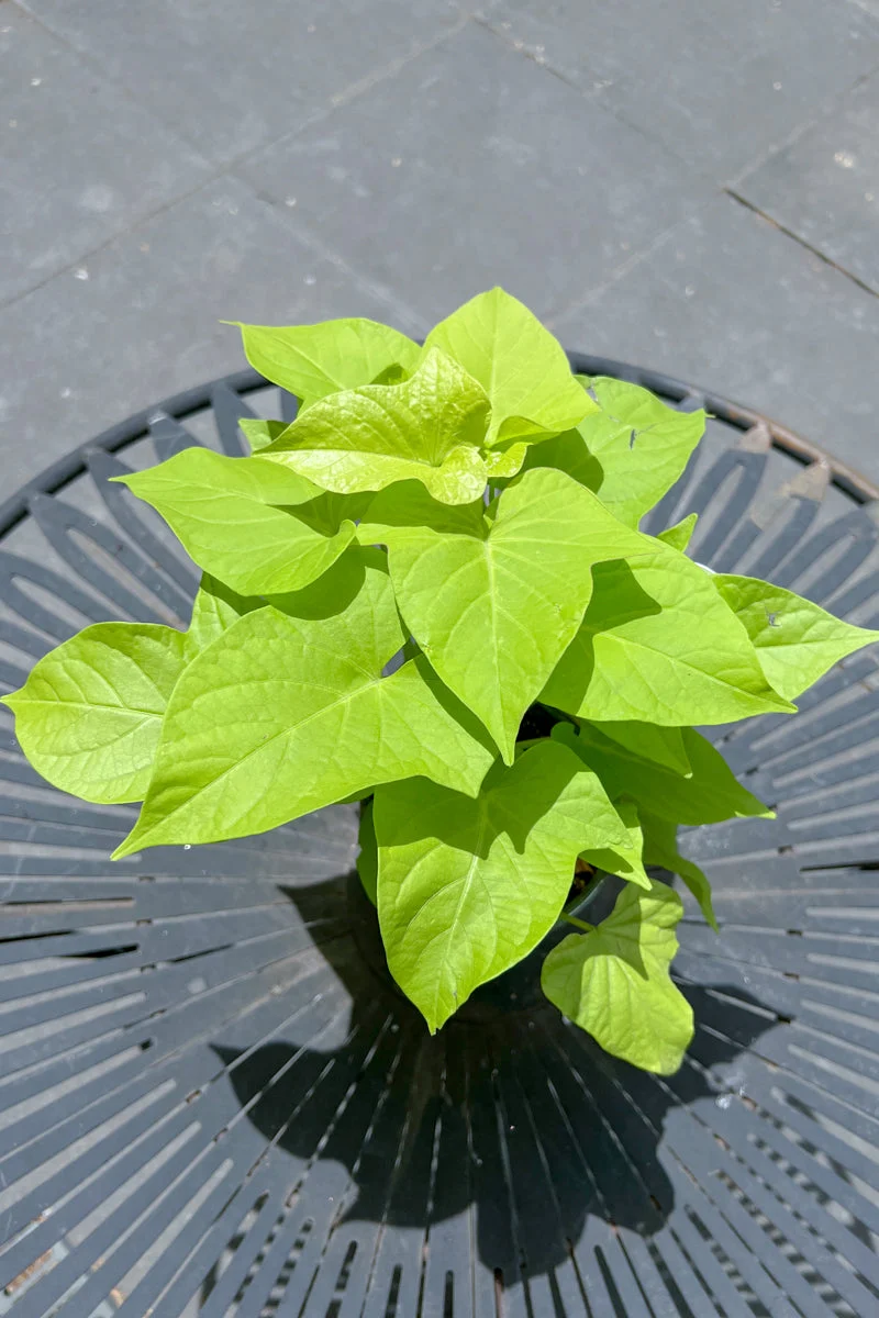 Coleus, Colorblaze Limetime