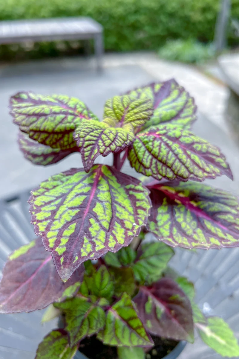Coleus Fishnet Stockings