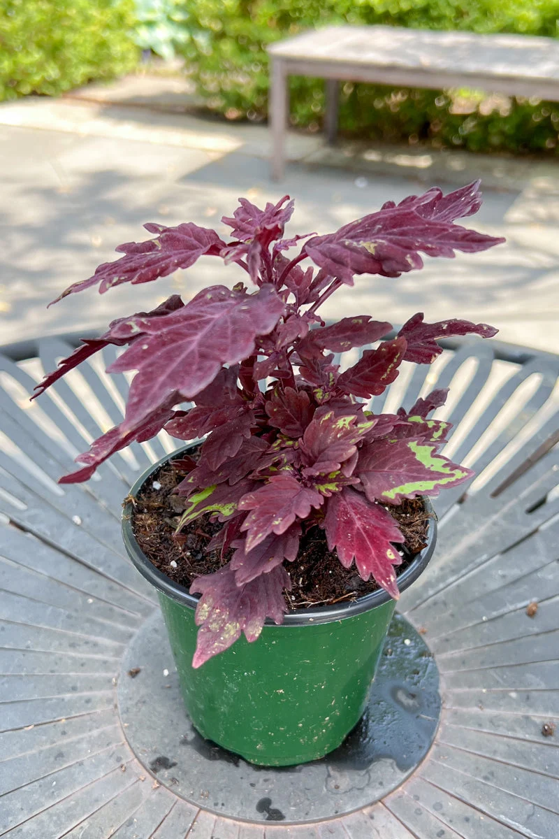 Coleus Flame Salsa Rojo