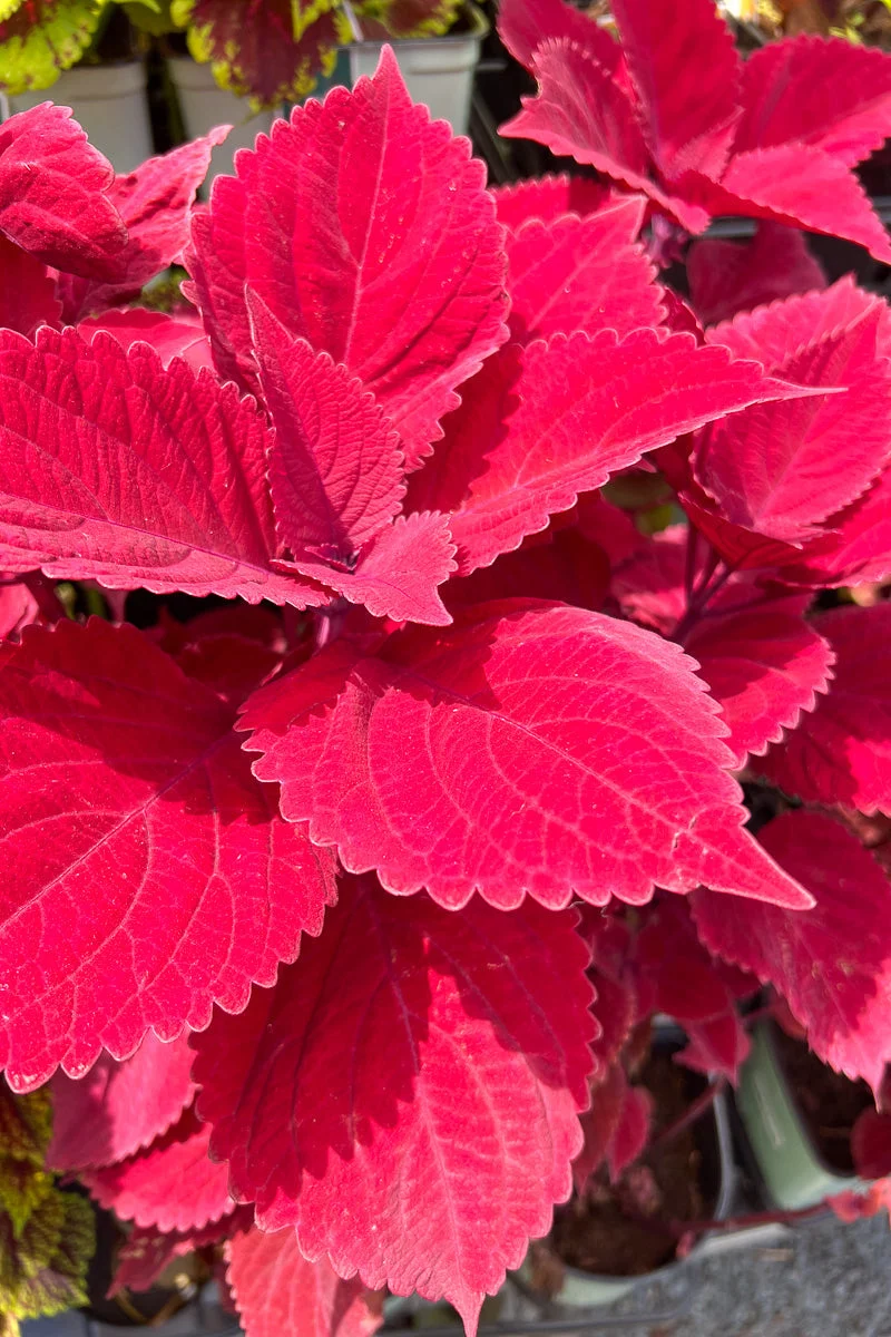 Coleus, Redhead - Image 2