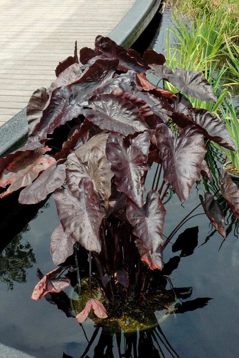 Colocasia, Black Coral - Image 2