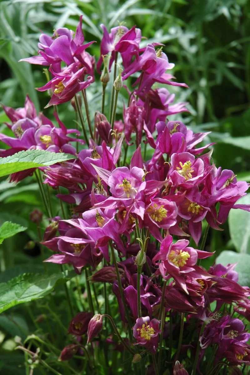 Columbine, Biedermeier