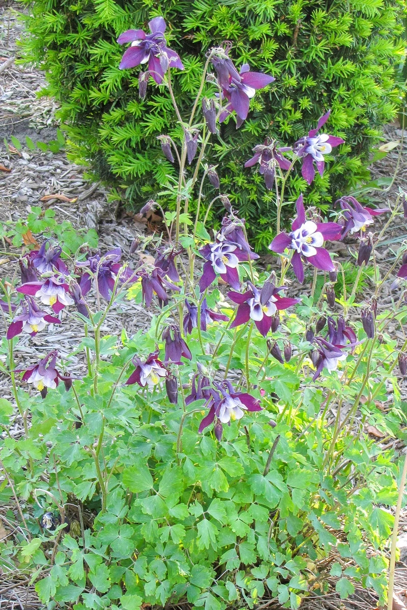 Columbine, Winky Purple & White