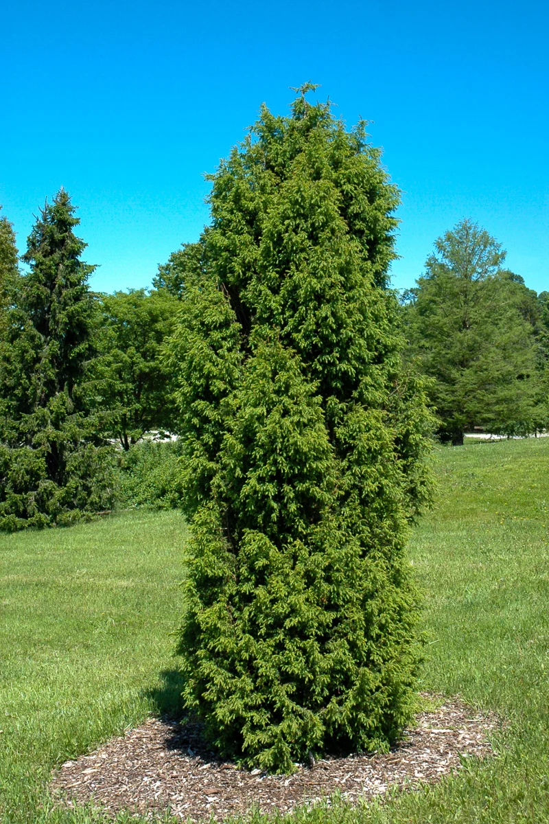 Juniper, Common Pencil Point