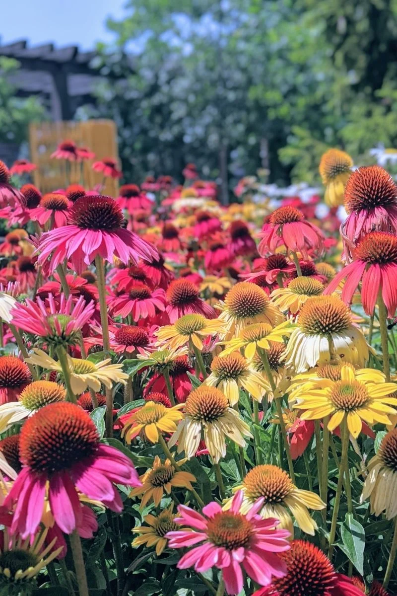 Coneflower, Cheyenne Spirit