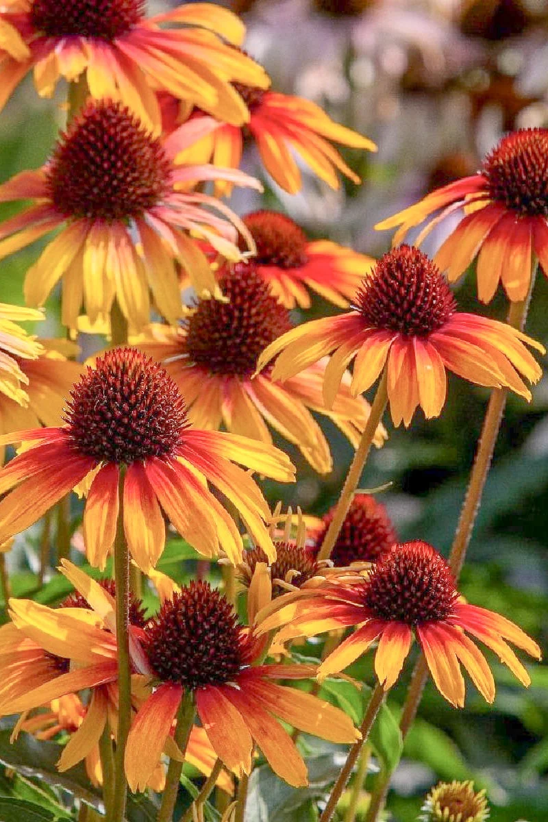 Coneflower, Fine Feathered Parrot