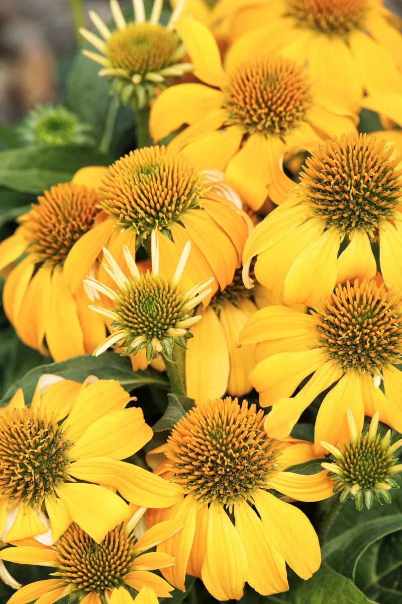 Coneflower, Guatemala Gold