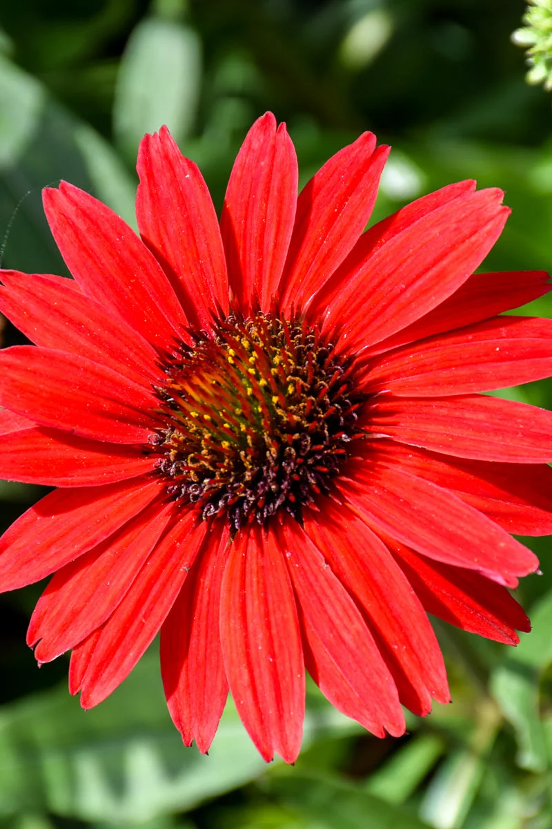Coneflower, Kismet Red