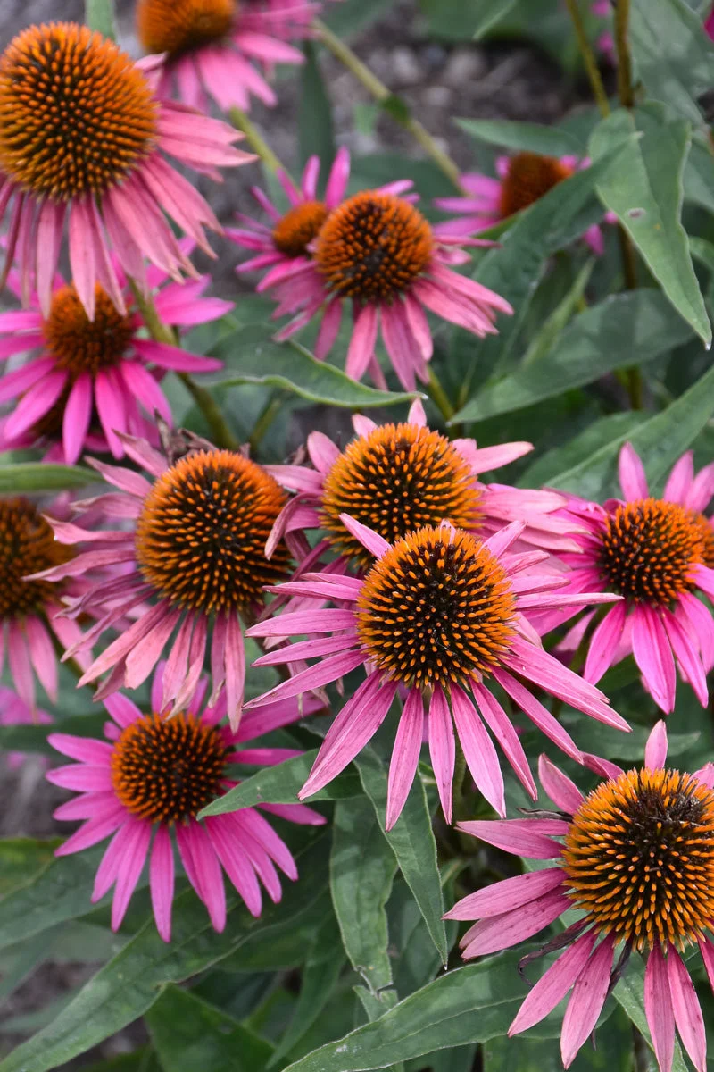 Coneflower, Pica Bella