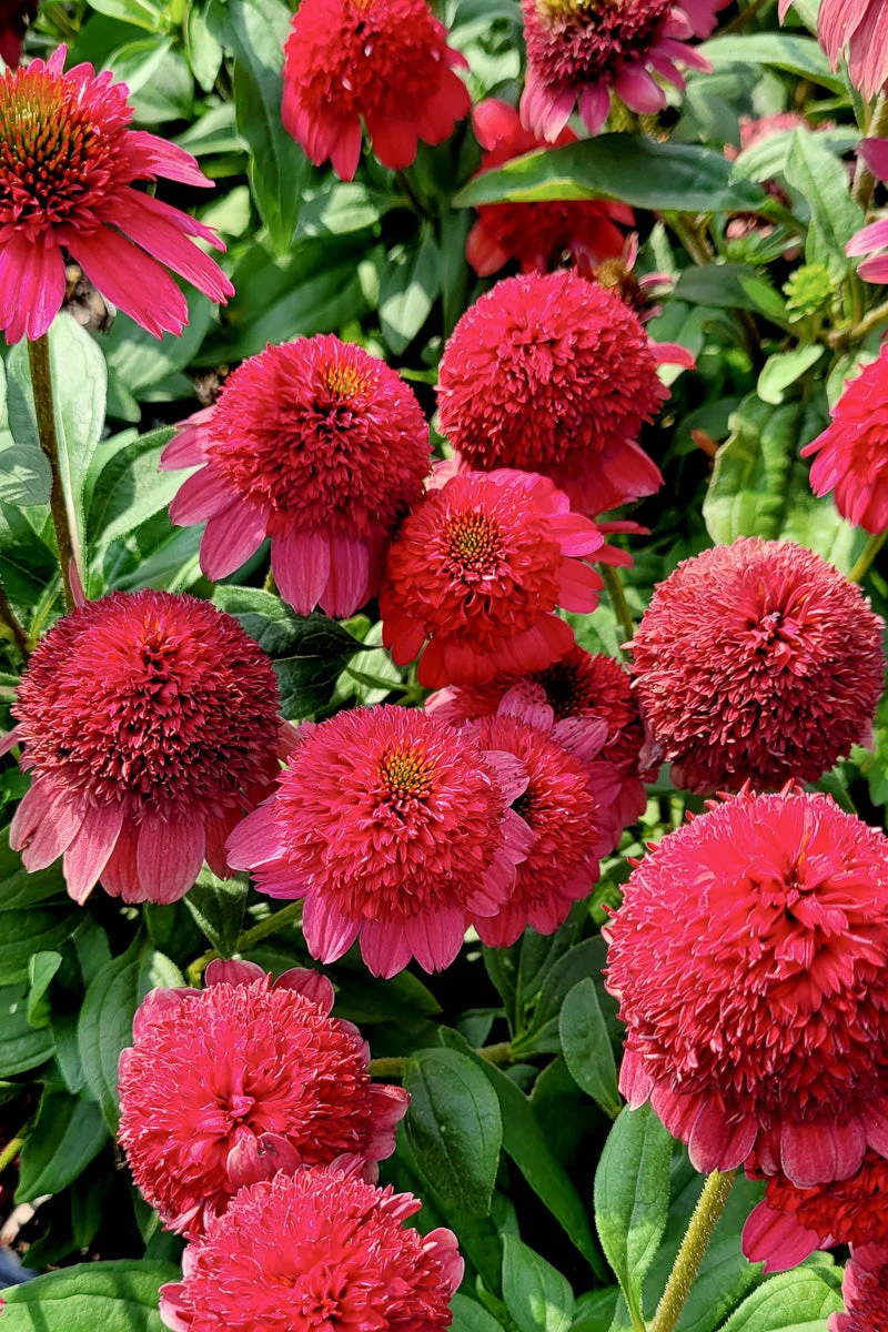 Coneflower, Sunny Days Ruby