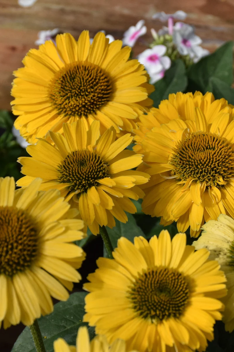 Coneflower, Sunseeker Golden Sun