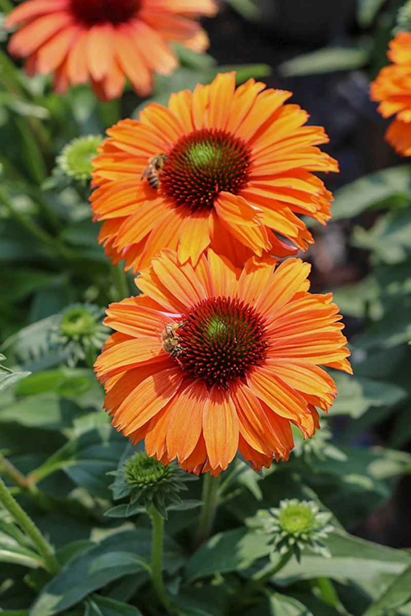Coneflower, Sunseeker Mineola - Image 2