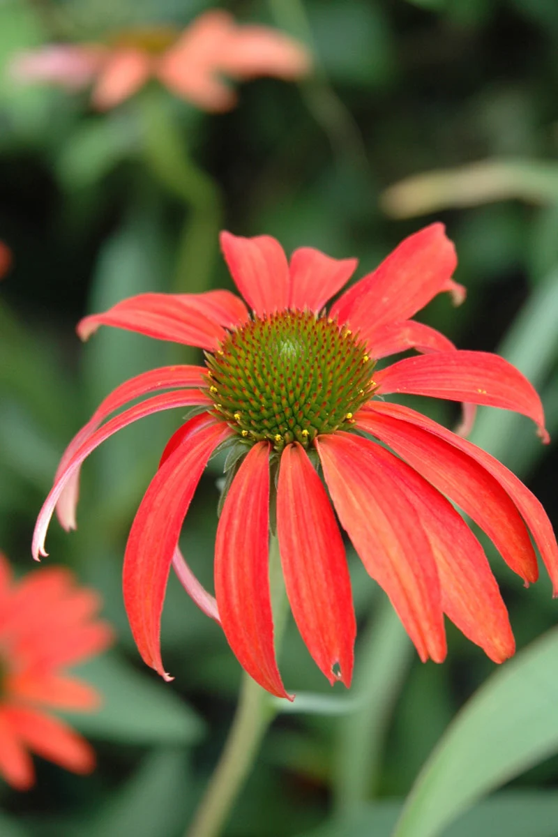 Coneflower, Tomato Soup