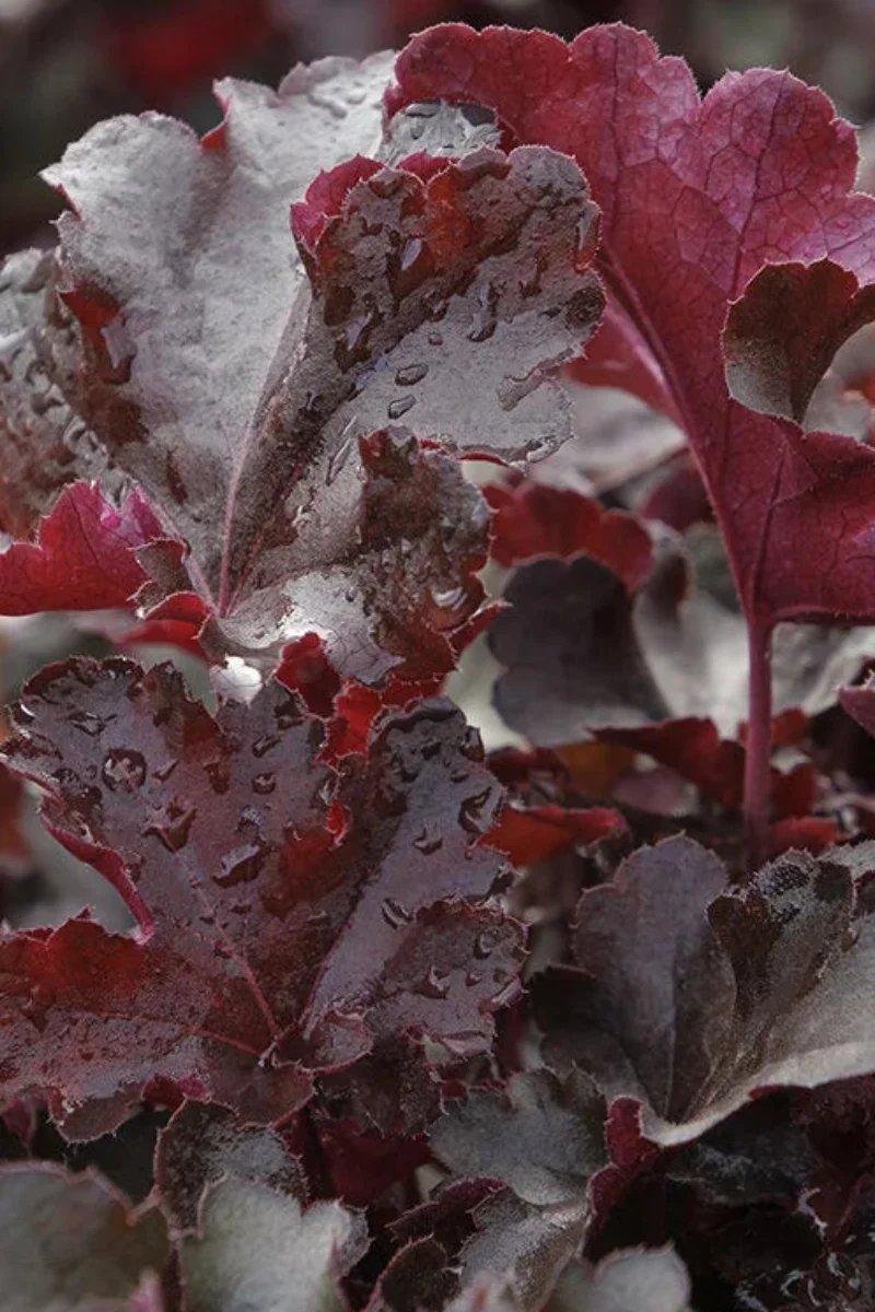 Coral Bells, Balboa Sunset