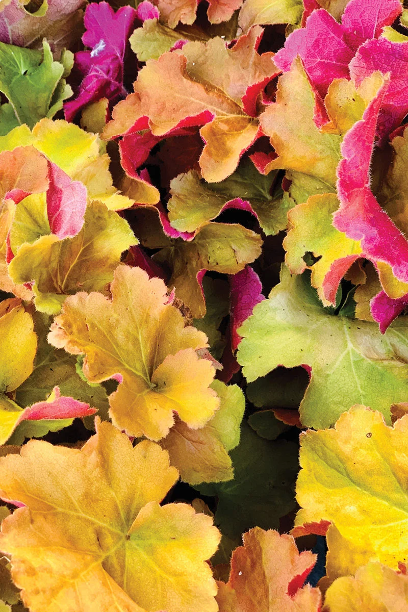 Coral Bells, Caramel