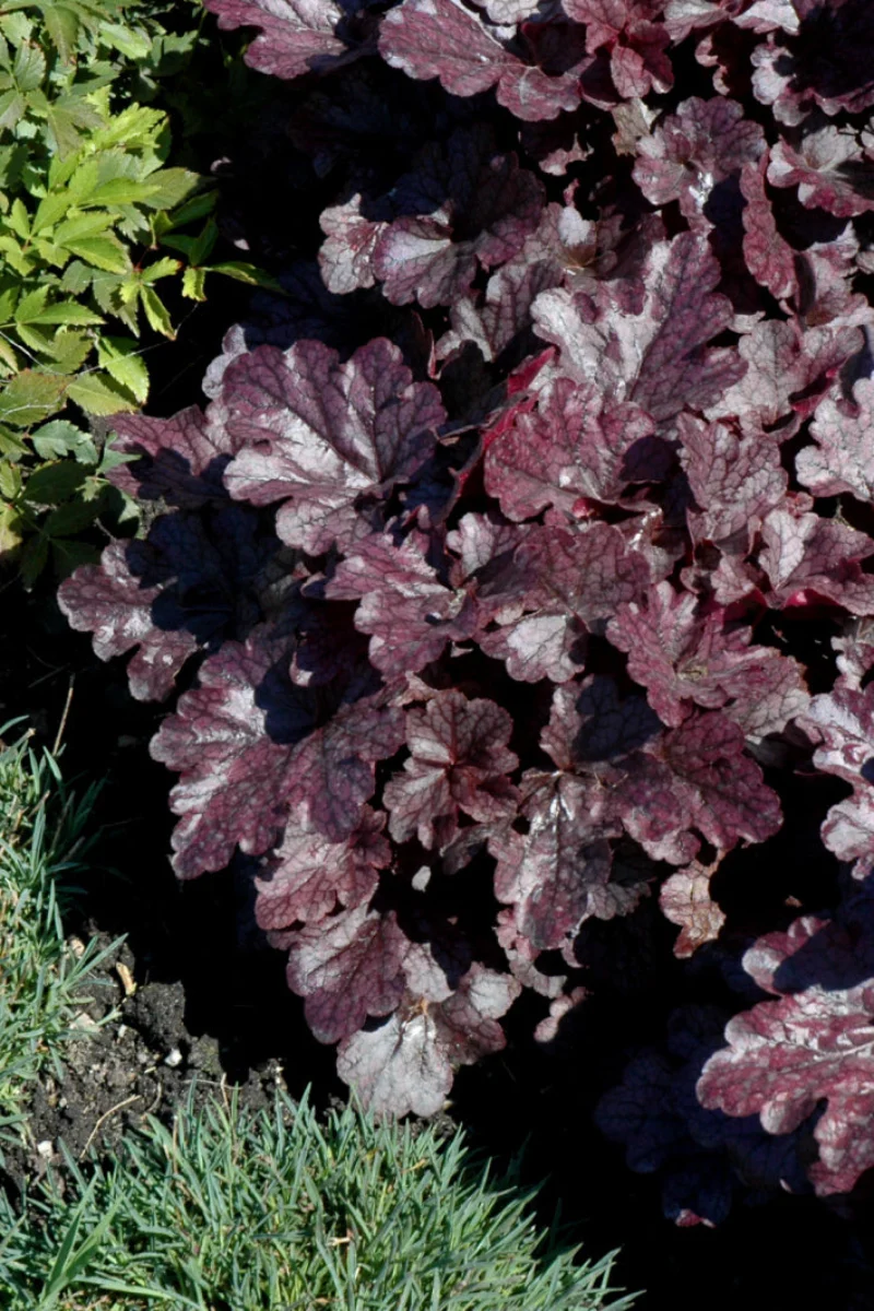 Coral Bells, Grape Expctatn