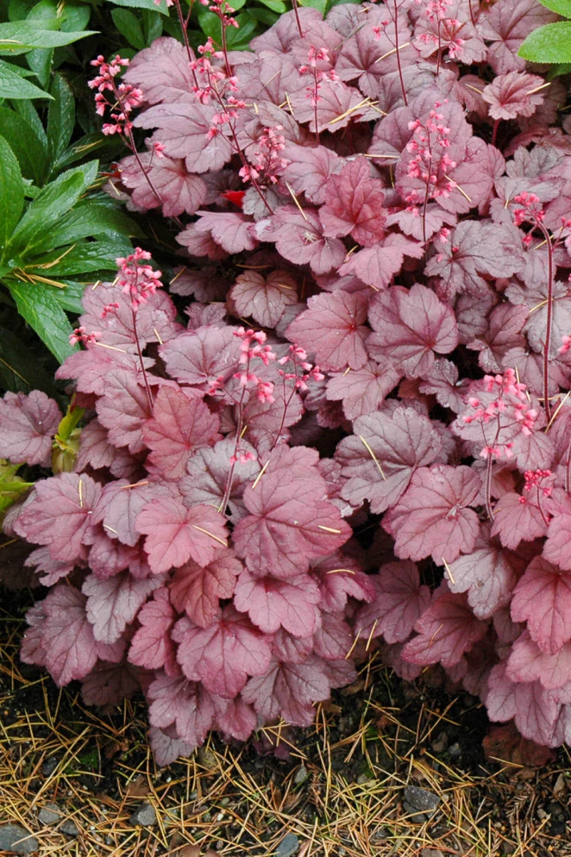 Coral Bells, Grape Soda