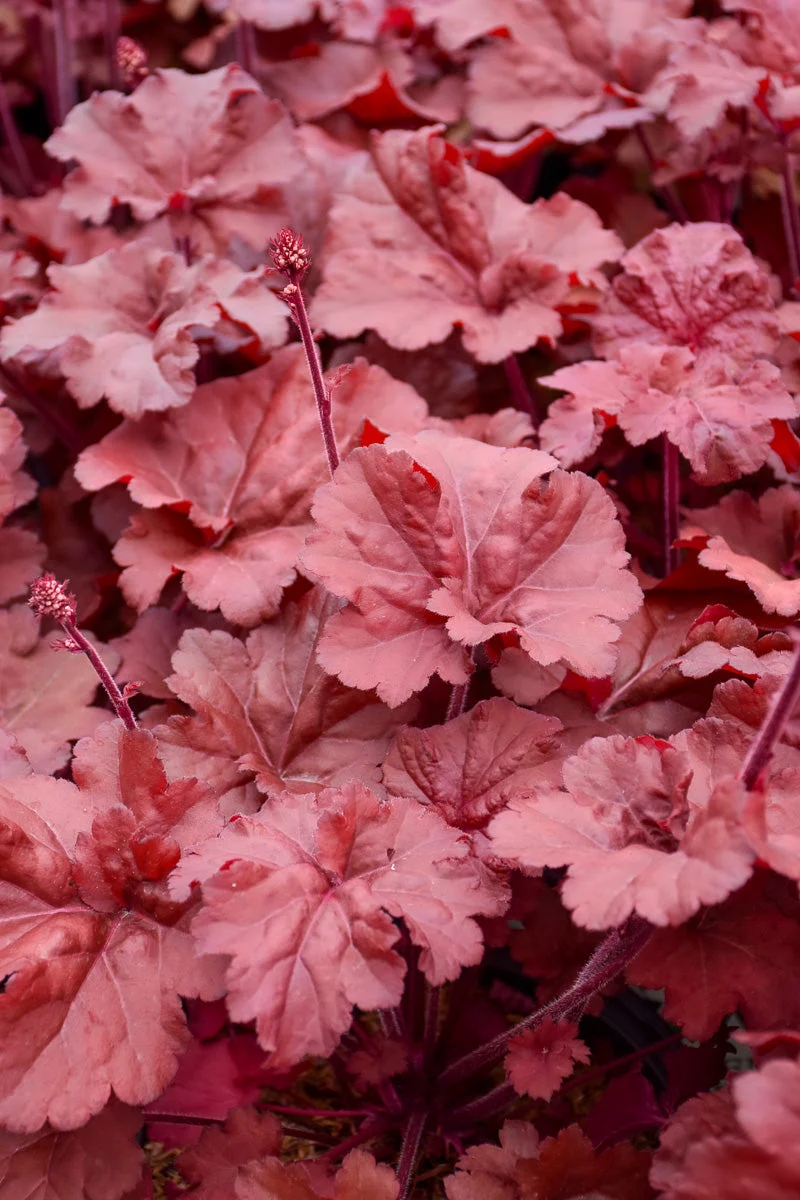 Coral Bells, Mahogany Monster