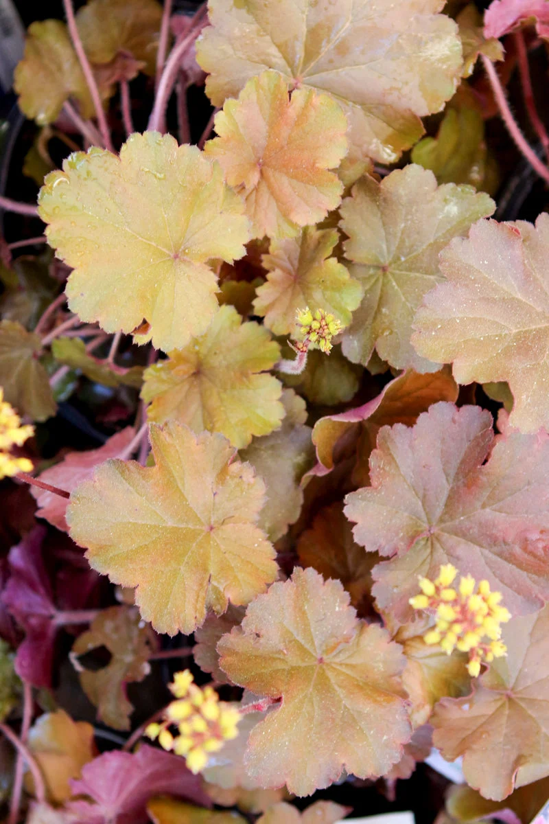 Coral Bells, Orange Delight