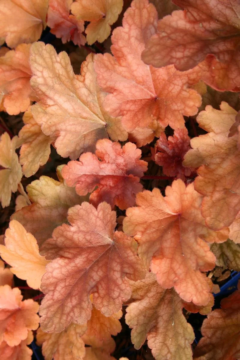 Coral Bells, Peach Flambe