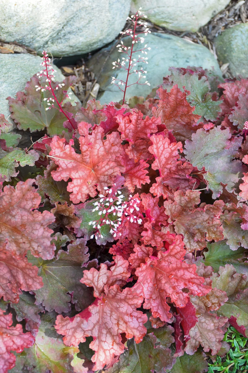 Coral Bells, Peachberry